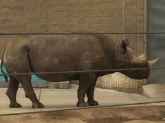 Rhinocerotidae