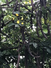 Cassia fistula