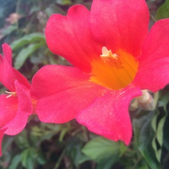 Amphilophium buccinatorium