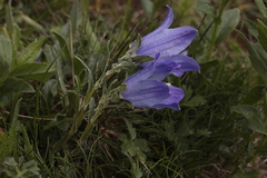 Campanula tridentata biebersteiniana
