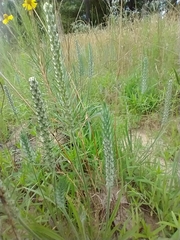 Plantago aristata
