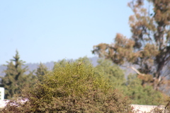 Oriturus superciliosus