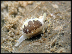 Trivirostra hordacea