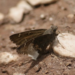 Thorybes tehuacana