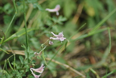 Corydalis edulis
