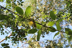 Mucuna sloanei