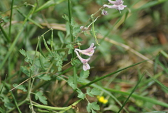 Corydalis edulis