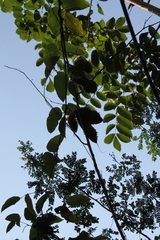 Mucuna sloanei
