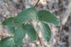 Mucuna sloanei