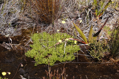 Image of Ursinia nudicaulis by (c) Tony Rebelo, some rights reserved (CC BY-SA)