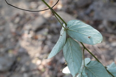 Mucuna sloanei