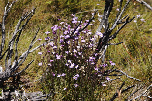 Image of Zyrphelis taxifolia by (c) Tony Rebelo, some rights reserved (CC BY-SA)