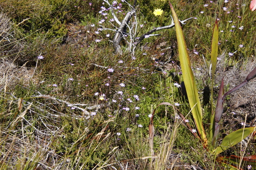 Image of Zyrphelis taxifolia by (c) Tony Rebelo, some rights reserved (CC BY-SA)