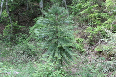 Wollemia nobilis