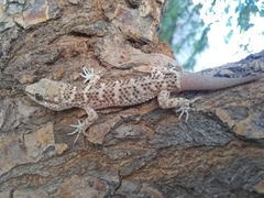 Homonota horrida