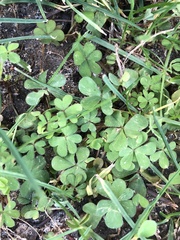 Oxalis corniculata