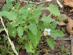 Solanum tweedianum