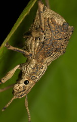 Episomus chinensis