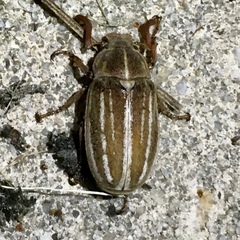 Polyphylla occidentalis