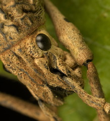 Episomus chinensis