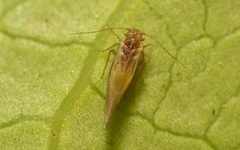 Trichopsocus brincki