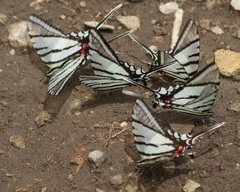Protographium epidaus