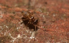 Ectopsocus axillaris