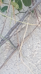 Liolaemus occipitalis