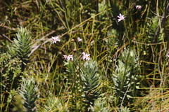 Senecio umbellatus
