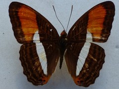 Adelpha cytherea