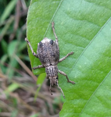 Episomus chinensis