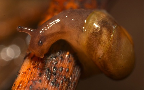 Pellucid Glass-snail, St.Chads, Shrewsbury, UK, photo 7 of 10