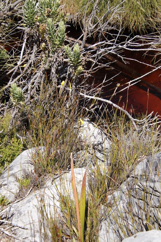 Image of Slender Rushiris (Bobartia filiformis) by (c) Tony Rebelo, some rights reserved (CC BY-SA)