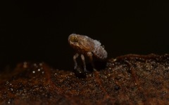 Javesella pellucida