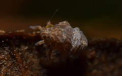 Javesella pellucida