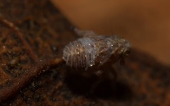 Javesella pellucida