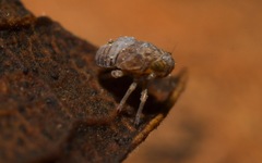 Javesella pellucida