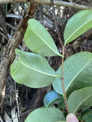 Cryptostegia madagascariensis