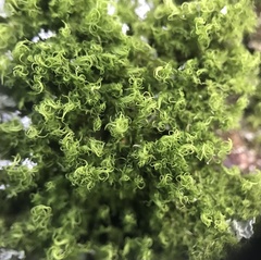 Tortella humilis