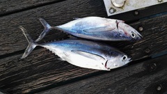 Thunnus alalunga