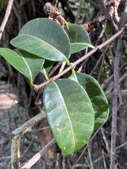 Cryptostegia madagascariensis