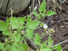Solanum tweedianum
