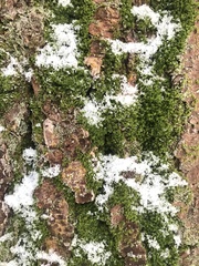 Tortella humilis