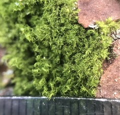 Tortella humilis
