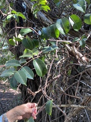 Cryptostegia madagascariensis