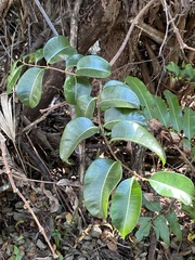 Cryptostegia madagascariensis