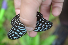Ideopsis vulgaris
