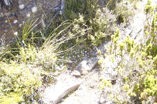 Image of Roella muscosa by (c) Tony Rebelo, some rights reserved (CC BY-SA)