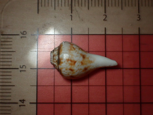 Maculastrombus maculatus observed 2019-11-08