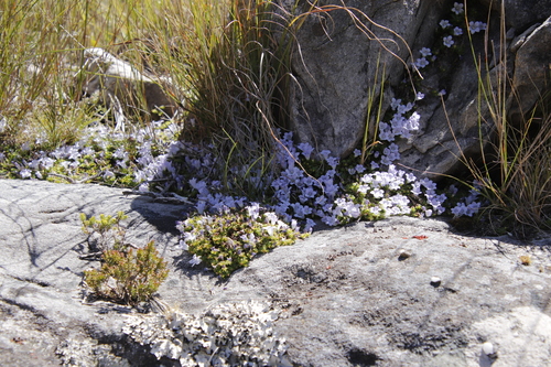 Image of Mossy Bell (Roella muscosa) by (c) Tony Rebelo, some rights reserved (CC BY-SA)